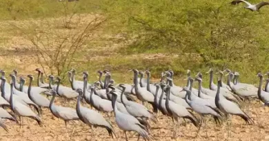 Khichan and Menar Wetlands in Rajasthan Added to Ramsar List