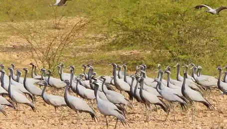 Khichan and Menar Wetlands in Rajasthan Added to Ramsar List