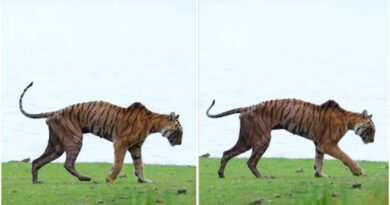 Ranthambore’s Iconic Tigress Arrowhead Passes Away at 14, Her Final Walk Captured on Camera