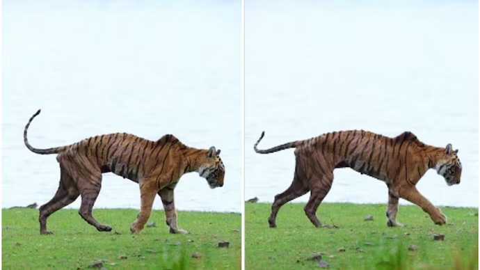 Ranthambore’s Iconic Tigress Arrowhead Passes Away at 14, Her Final Walk Captured on Camera