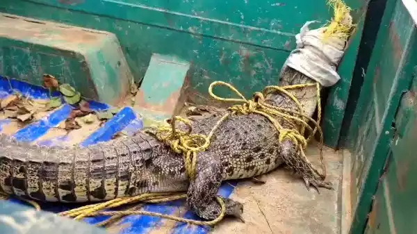 6-Foot Crocodile Rescued from Village Pond in Kendrapara