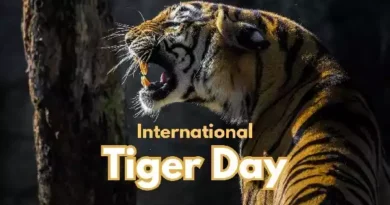 International Tiger Day 2025