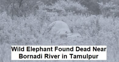 Wild Elephant Found Dead Near Bornadi River in Tamulpur