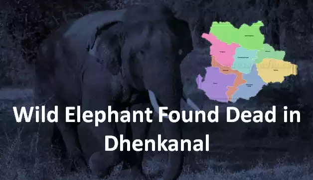 Wild Elephant Found Dead in Dhenkanal