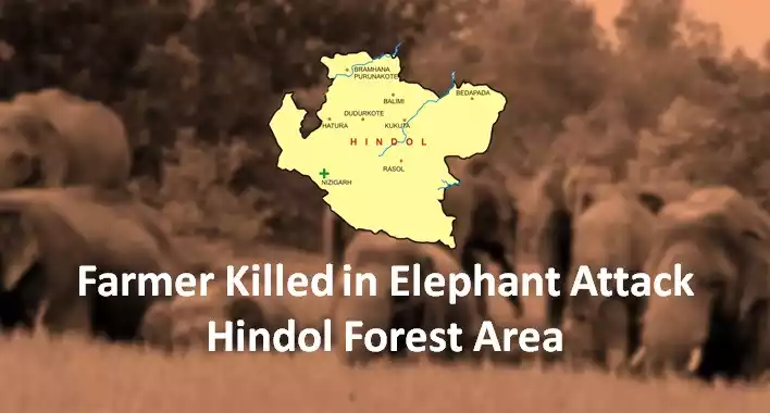 Farmer Killed in Elephant Attack in Dhenkanal’s Hindol Forest Area