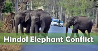 Hindol elephant conflict