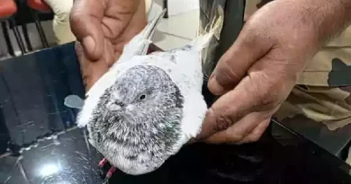 Pigeon With Threat Note Sparks Security Alert at Jammu Railway Station