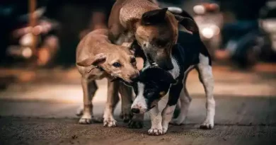Supreme Court stray dogs order
