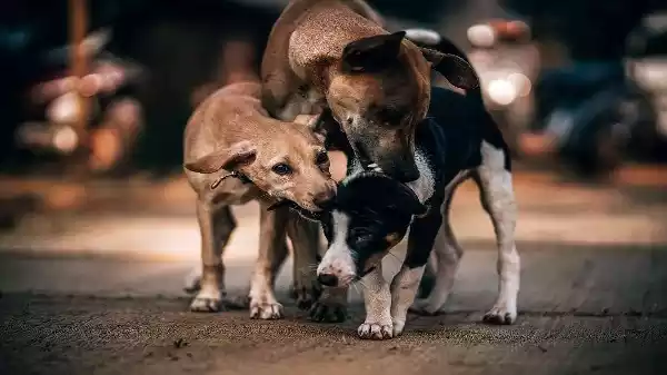 Supreme Court stray dogs order