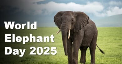 World Elephant Day 2025
