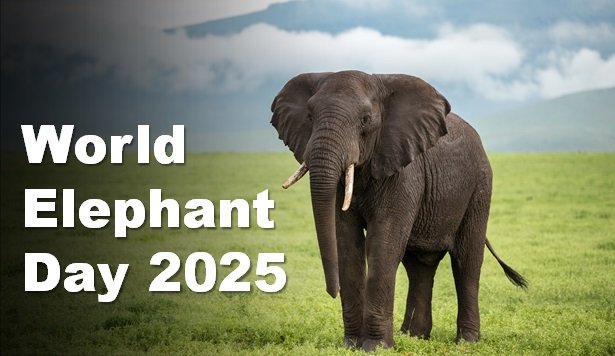World Elephant Day 2025