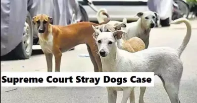 supreme court stray dogs case