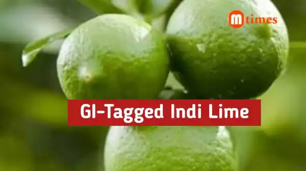 GI Tagged Indi Lime