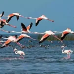 Chilika Lake Bird Census to Be Held on January 18, Dolphin Count from January 20