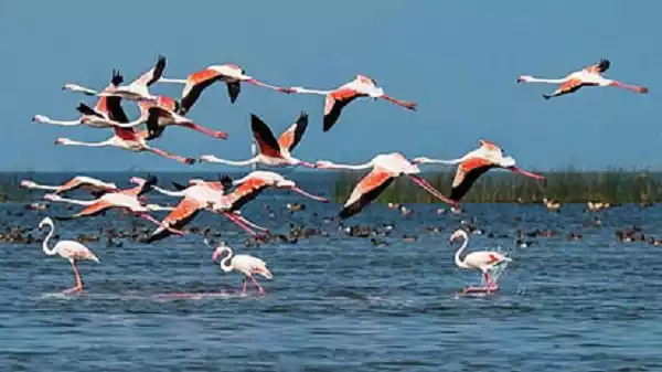 Chilika Lake Bird Census to Be Held on January 18, Dolphin Count from January 20