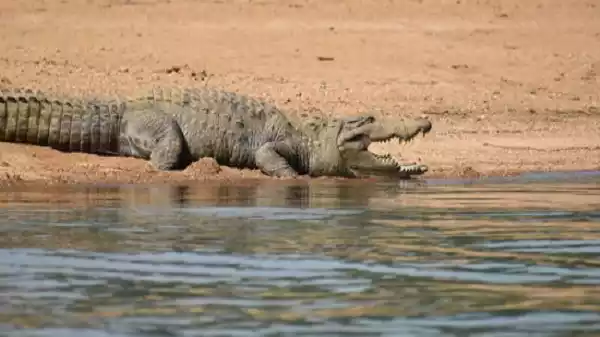 Crocodiles and migratory birds in Satkosia Gorge Sanctuary along the Mahanadi river in Odisha Crocodiles and migratory birds in Satkosia Gorge Sanctuary along the Mahanadi river in Odisha