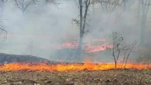 Forest patrol in Angul district enforcing summer fire prevention measures