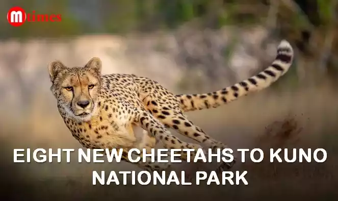 cheetahs to Kuno National Park