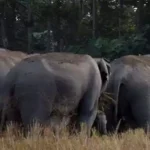 Wild elephant in forest region of Mayurbhanj district Odisha