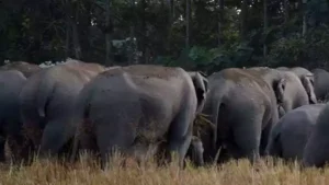Wild elephant in forest region of Mayurbhanj district Odisha