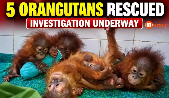 Five Orangutans Rescued in Balasore and Shifted to Nandankanan Zoo